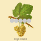 Savagnin | Verticale
