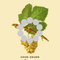 Savagnin | Cercle